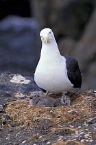 Southern black backed / Kelp gull + two chicks at nest {Larus dominicans} Antarctica