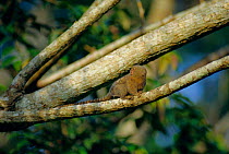 Pygmy marmoset {Cebuella pygmaea} Amacayacu NP, Columbia