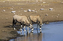 Two Gemsbok (Oryx gazella gazella) drinking at waterhole, Etosha NP, Namibia