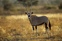 Gemsbok (Oryx gazella gazella) Kgalagadi Transfrontier NP, Kalahari desert, Botswana