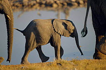 African elephant calf {Loxodonta africana} Etosha NP, Namibia
