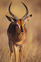 Black faced impala {Aepyceros melampus petersi} Etosha NP, Namibia