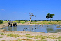 African elephants {Loxodonta africana} at waterhole with geese. Savute-Chobe NP, Botswana