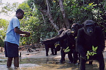 Warden feeding bananas to Chimpanzees {Pan troglodytes} Vilab is, Liberia, West Africa