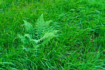 Fern in grassland Bayerischer Wald NP, Germany