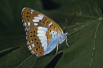 White admiral butterfly {Limenitis camilla} on leaves, Germany
