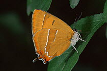 Brown hairstreak butterfly {Thecla betulae} on leaf, Germany