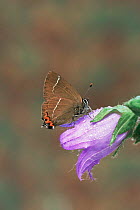 White letter hairstreak butterfly {Satyrium w-album} Surrey, UK