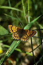 Duke of Burgundy butterfly {Hamearis lucina} Sussex, UK