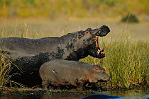 Hippopotamus with calf {Hippopotamus amphibius} Chobe NP, Botswana