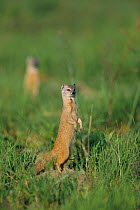 Yellow mongoose standing {Cynictis penicillata} Savute-Chobe NP, Botswana
