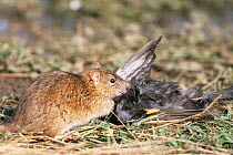 Brown rat with blackbird prey {Rattus norvegicus} Worcestershire, UK February