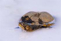 Marsh terrapin in rain puddle {Pelomedusa subrufa} Etosha NP, Namibia African helmeted turtle