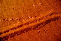 Tracks in sand of Grant's desert golden mole {Eremitalpa granti} Namibia Namib Naukluft