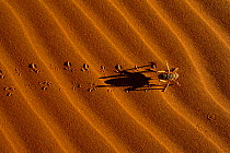 King cricket leaving tracks on sand {Mimnermidae} Namib Naukluft Park, Namibia