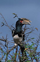 Trumpeter hornbill male {Bycanistes bucinator} Kruger NP, South Africa