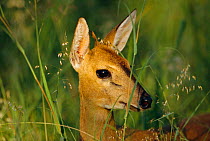Common duiker portrait {Sylvicapra grimmia} Phinda GR, South Africa