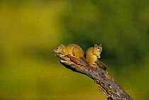 Two Tree squirrels (Paraxerus cepapi) Savute-Chobe NP, Botswana