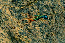 Cape flat lizard male {Platysaurus capensis} Skeleton Coast NP, Namibia