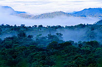 La Planada Reserve with mist over rainforest canopy, Colombia
