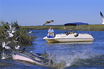 Sir David Attenborough on location for  'Life of Mammals' 2002. Filming dolphin strand feeding / hunting behaviour, S. Carolina, US