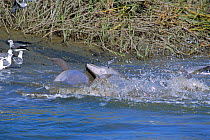 Bottlenose dolphins catching fish by stranding them {Tursiops truncatus} South Carolina, USA