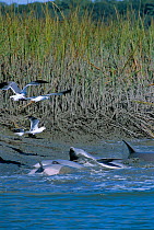Bottlenose dolphins catching fish by stranding {Tursiops truncatus} South Carolina, USA