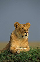 Lioness portrait {Panthera leo} Kenya