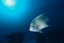 Angelfish {Pomacanthinae} Great Barrier Reef, Queensland, Australia