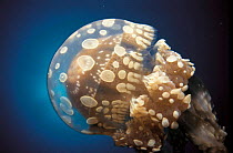 Papua jellyfish {Mastigas papua} Indo-Pacific