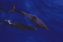 Spinner dolphins {Stenella longirostris} Papua New Guinea
