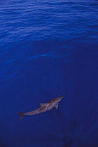 One Spinner dolphin near sea surface {Stenella longirostris} Papua New Guinea