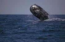 Sperm whale breaching {Physester macrocephalus} Indonesia