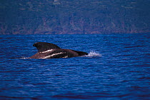 Pilot whale {Globicephala macrorhynchus} Azores Is, Atlantic
