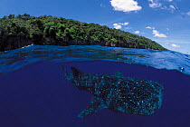 Whale shark split level {Rhincodon typus} Christmas Island, Australia