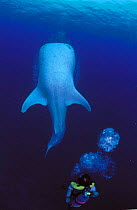 Whale shark, diver and air bubbles  {Rhincodon typus} Christmas Island, Australia