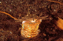 Bobbit worm {Eunice aphroditois} Indo-Pacific