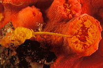 Wentletrap snail feeds on tubastrea coral {Epitonium billeeanum} Indo-Pacific