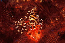 Commensal Sea urchin shrimp {Periclimes colmani} amongst spines of poisonous sea urchin. Indo-Pacific