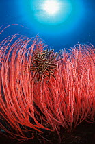 Featherstar in fan coral {Crinoidea} Indo-Pacific