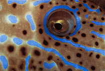 Close-up eye of Longtail filefish {Aluterus scriptus} Indo-Pacific