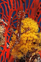 Ornate ghost pipefish on coral reef {Solenostomus paradoxus} Indo-Pacific