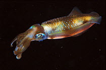 Big fin reef squid {Sepioteuthis lessonians} Indo Pacific