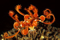 Feather star {Lamprometra sp} Indo Pacific