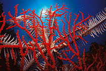 Feather star {Crinoidea} on fan coral, Indo Pacific