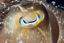 Close-up of eye of Broadclub cuttlefish {Sepia latimanus} Indo Pacific