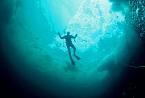 Looking up at silhouette of Diver under ice. Magdalen Islands, Atlantic, Canada