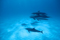 Pod of Atlantic spotted dolphins {Stenella frontalis} Atlantic, Bahamas