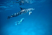 Diver with Atlantic spotted dolphin {Stenella frontalis} Atlantic, Bahamas