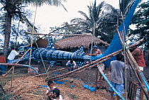 Villagers build Whale shark model from bamboo and rice sack material for whale shark festival in Donsol, a small fishing village in the Philippines 2002